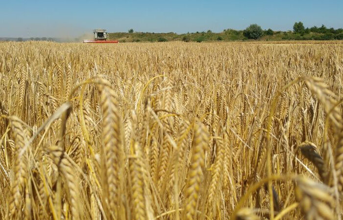 Getreideernte: Trockenheit des Frühjahrs schmälert Erwartungen deutlich