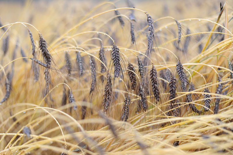 Einkorn versus Brotweizen: Alte Getreidearten haben viel Potenzial