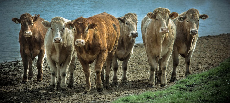 Verbraucher wollen faire Preise für Milch, Fleisch und für Backwaren
