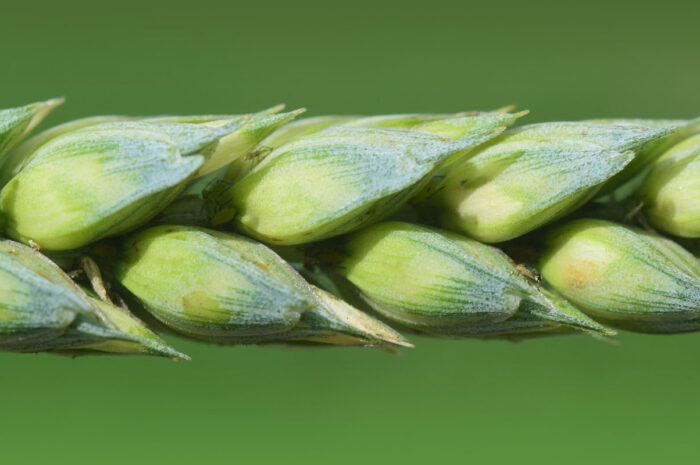 VGMS: Wissenschaftler widerlegen Vorurteile gegen Weizen