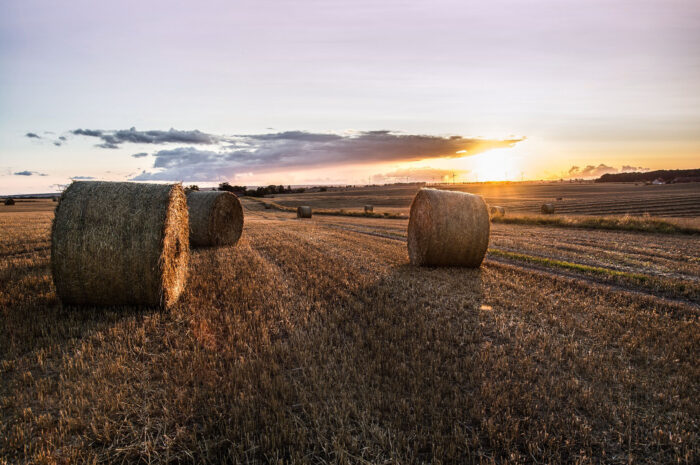 Getreidebilanz 2021/2022: Der Selbstversorgungsgrad ist gestiegen