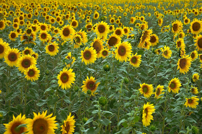 EU-Kommission erwartet Ausweitung der Sonnenblumenfläche